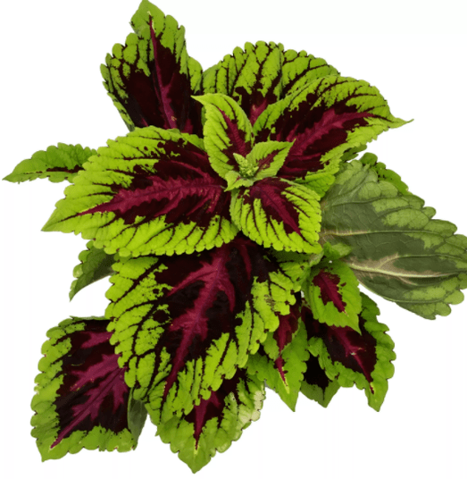 The plant Coleus forsokoli in Matcha Slim relieves nervousness during weight loss